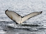 ballena-jorobada-tesis-camila-vidal-biomarina-umag2020