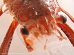 Grimothea gregaria Munida - Tesis Isabel Muñoz - Biología Marina UMAG 2023