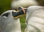Los albatros, una de las especies que anidan en el Parque Marino Islas Diego Ramírez-Paso Drake (Foto Omar Barroso)