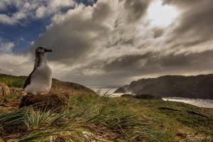 La fauna como los albatros, las aves marinas terrestres, son parte de la riqueza que habita en el parque marino. (Fotos O.Barroso)